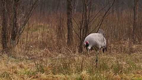 Couple of common Cranes on ground dancing, feeding and mating. Video stock 74145903