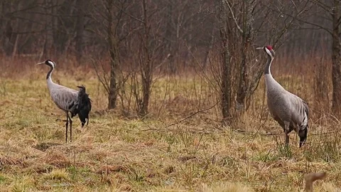 Couple of common Cranes on ground dancing, feeding and mating. Vídeo Stock 74145982