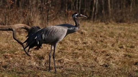 Couple of common Cranes on ground dancing, feeding and mating. 動画素材 74146047