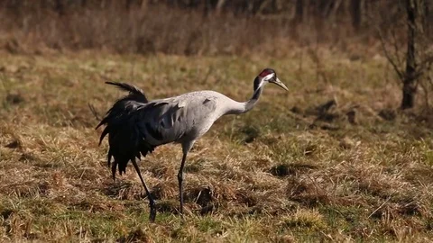 Couple of common Cranes on ground dancing, feeding and mating. Video stock 74146102