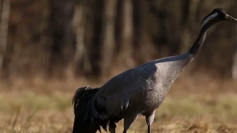 Couple of common Cranes on ground dancing, feeding and mating. Video stock 74146301