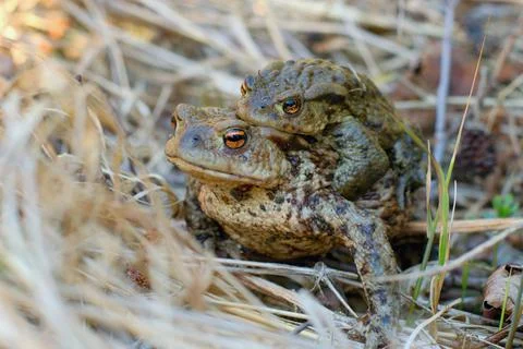 Couple of common toads  (Bufo bufo) mating Stock Photos