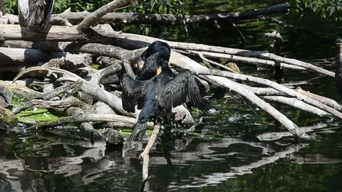 Couple of cormorants Stock Footage 90085778