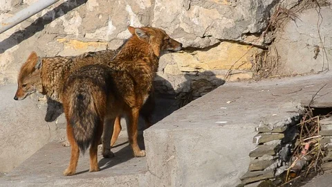 Couple of coyotes Stock Footage 89133698