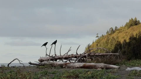 Couple of crows on a dead tree flying away by the ocean. Desolation feeling. 動画素材 118308765