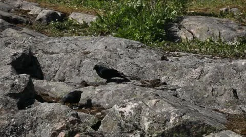 Couple Crows Eating Granitic Rocks Raven Feeding Food Hungry Rooks Searching Day Stock Footage 9506072
