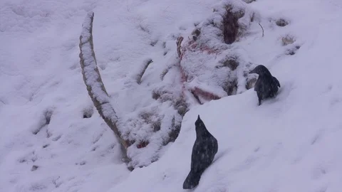 Couple of crows feeding on a carcass Video stock 113909602