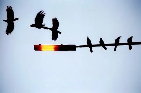 Couple of crows playing on a lamp post in a sunny evening Foto stock