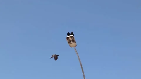 Couple of Crows (Rook) trying to warm each other after a cold night. Crow Stock Footage 179987504