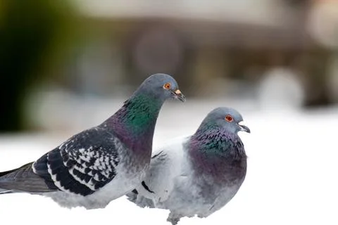 Couple of cute pigeons mating in the spring. Foto stock