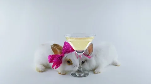 Couple of cute rabbits with bows, drinking a cocktail, standing on two legs Stock Footage 103132330