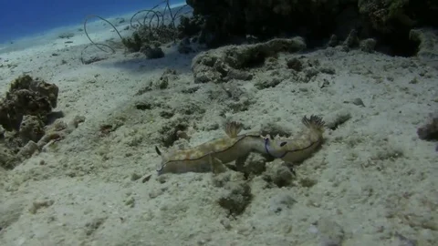 Couple of cute risbecia on sandy floor Video stock 76165368