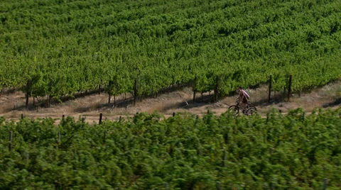 A couple cycling through a vineyard Stock Footage 31821023
