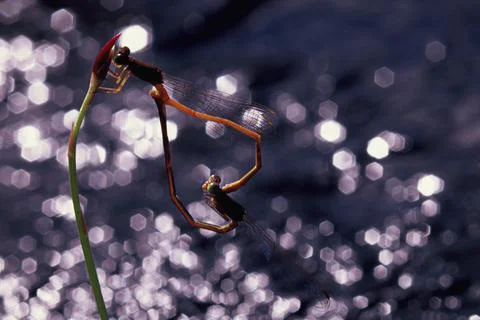 Couple Damselfly mating on a stream. Stock Photos