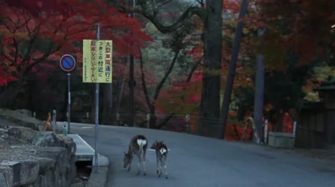 A couple of deer Stock Footage 46179831