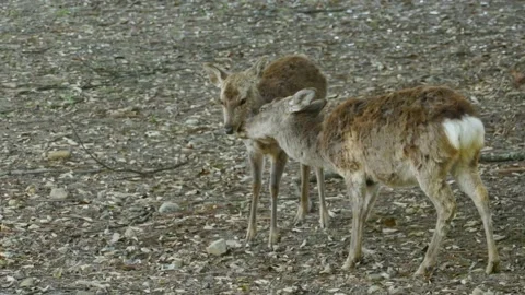 Couple of deers Video stock 132134524