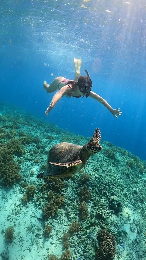 Couple diving in Gili Islands with turtle. Swimming underwater with turtle Stock-Footage 294656199