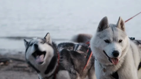 Couple of dogs are resting while walking by the river. Siberian Husky Close-up Stock Footage 115943075
