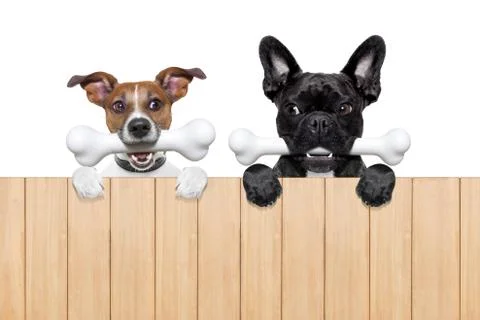 Couple of dogs with bones Stock-Fotos