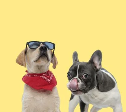 Couple of dogs wearing bandana and sunglasses while licking mouth Stock Photos