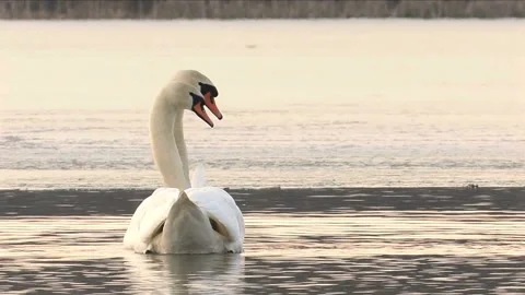 Couple doing the mating ritual Stock Footage 152724910
