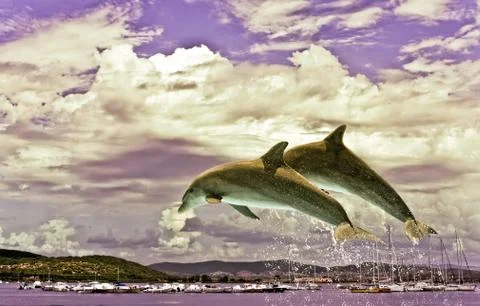 Couple  of dolphins jumping Ilustración de archivo