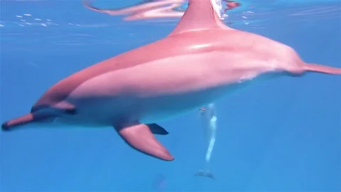 Couple of dolphins towards camera HD Vidéo 78708089