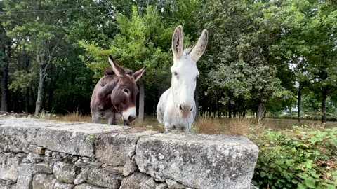 A couple of donkeys in the farm. Video stock 314044170