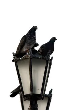 Couple doves be perched on lantern. Stock Photos