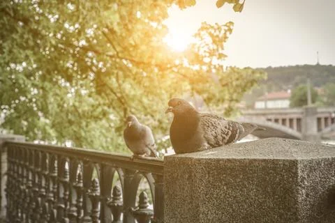 A couple of doves on Prague Fotos Stock