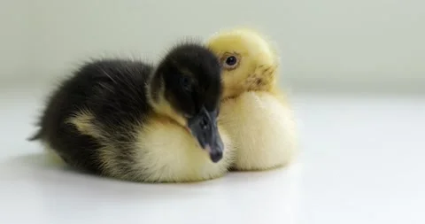 Couple of ducklings hugging on a white background. Stock Footage 159158103