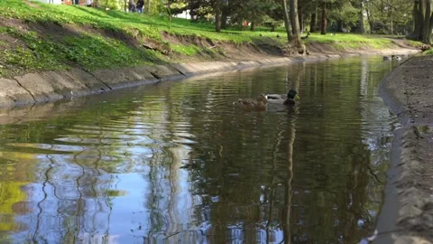 Couple of ducks drift on small local lake surface and eat Video stock 130770389