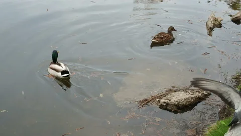 Couple of ducks eat bread in a pond in the park in the spring, pigeons fly Stock Footage 153451287