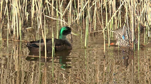 Couple of ducks feeding from the ground Stock Footage