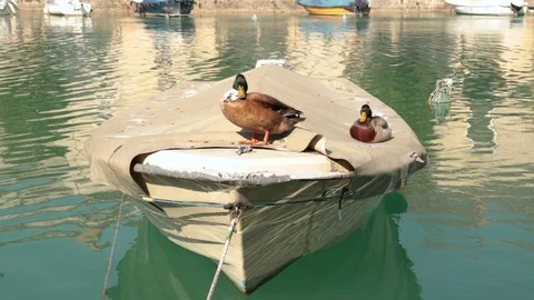 Couple of ducks Stock Footage 105962339