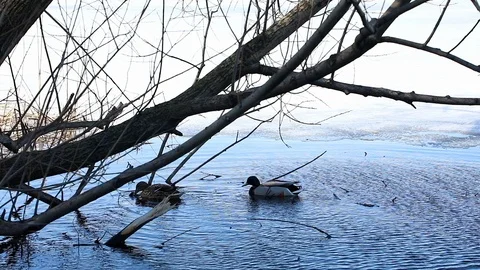 A couple of Ducks hide in bushes in river Stock Footage 88276775