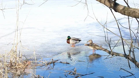 A couple of Ducks hide in bushes in river Stock Footage 88277093