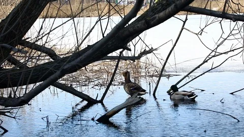 A couple of Ducks hide in bushes in river Stock Footage 88312061