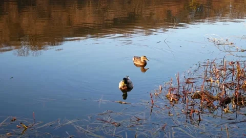 Couple of Ducks on the Lake Stock Footage 139721794
