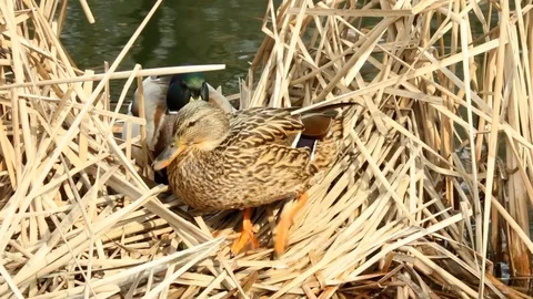 A couple of ducks in the nest Stock Footage 73483516