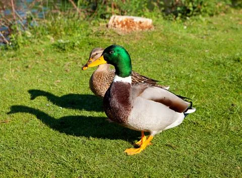 Couple of ducks Stock Photos