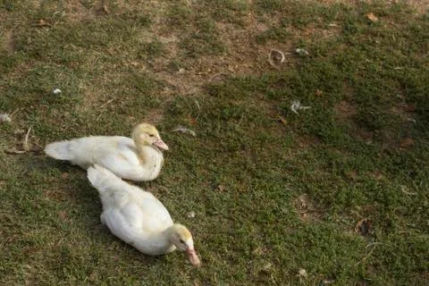 Couple of ducks Stock Photos