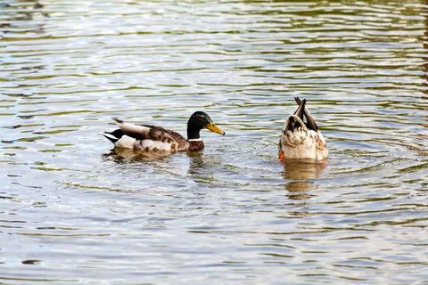 Couple of ducks Stock Photos