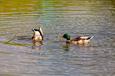 Couple of ducks Stock Photos