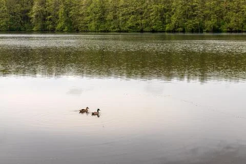 A couple of ducks on the pond Stock Photos