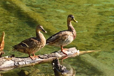 A Couple of Ducks Siting down on the Tree. Stock Photos
