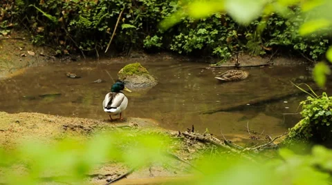Couple of ducks in small river stream Stock Footage 39383301