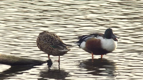 Couple of ducks spoon Stock Footage 111837936