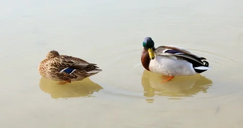 A couple of Ducks swim in the river Stock Footage 88277467