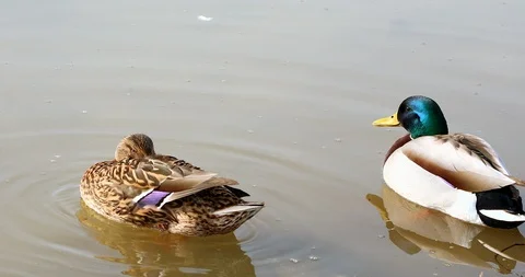 A couple of Ducks swim in the river Stock Footage 88286070